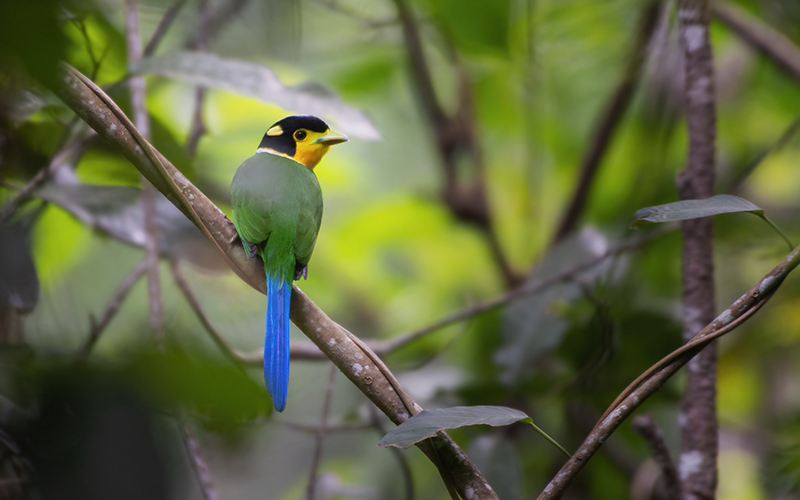 Long-tailed Broadbill (Psarisomus dalhousiae) at Di Linh Birding Trails - Southern Vietnam. Photo by: Phuc Le - Vietnam Bird Photography Tours - Vietbirdphototours.com